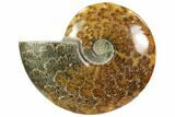 Polished, Agatized Ammonite (Cleoniceras) - Madagascar #102603-1